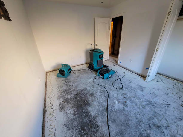Best Basement water damage restoration  in Palo, IA