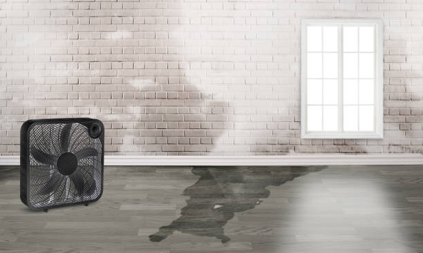 Best Water damage cleanup near me  in Palo, IA