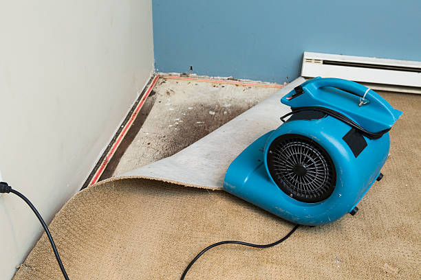 Best Flood damage cleanup  in Palo, IA